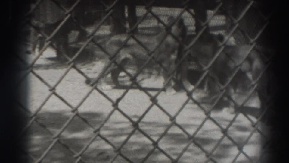 1937 El Monte home-movie frame showing tigers behind a chain-link fence in a zoo enclosure.