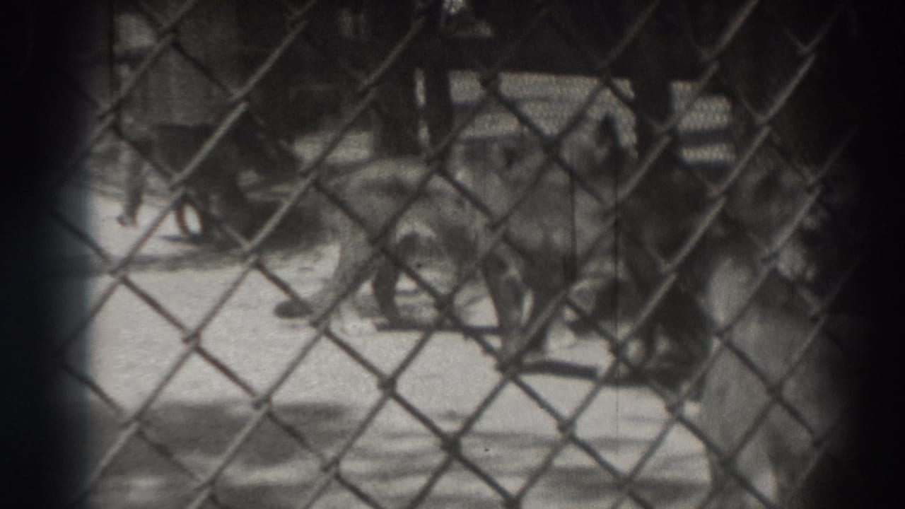 A tiger stands or walks behind fencing inside the enclosure.