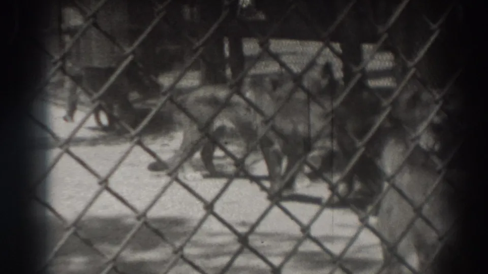 Black-and-white 8mm frame of a tiger partly obscured by chain-link fencing in El Monte, California.