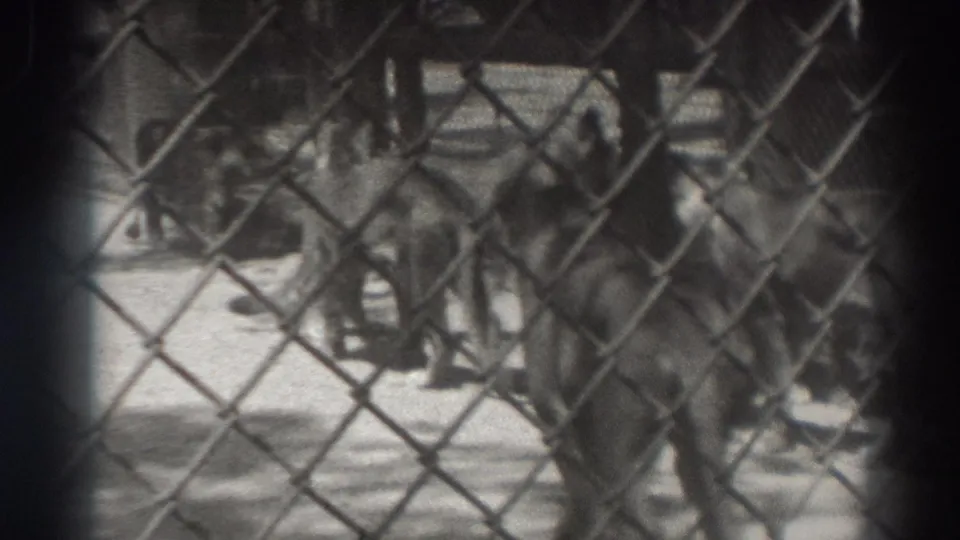 1937 zoo home-movie frame showing multiple tigers near a chain-link barrier in soft focus.