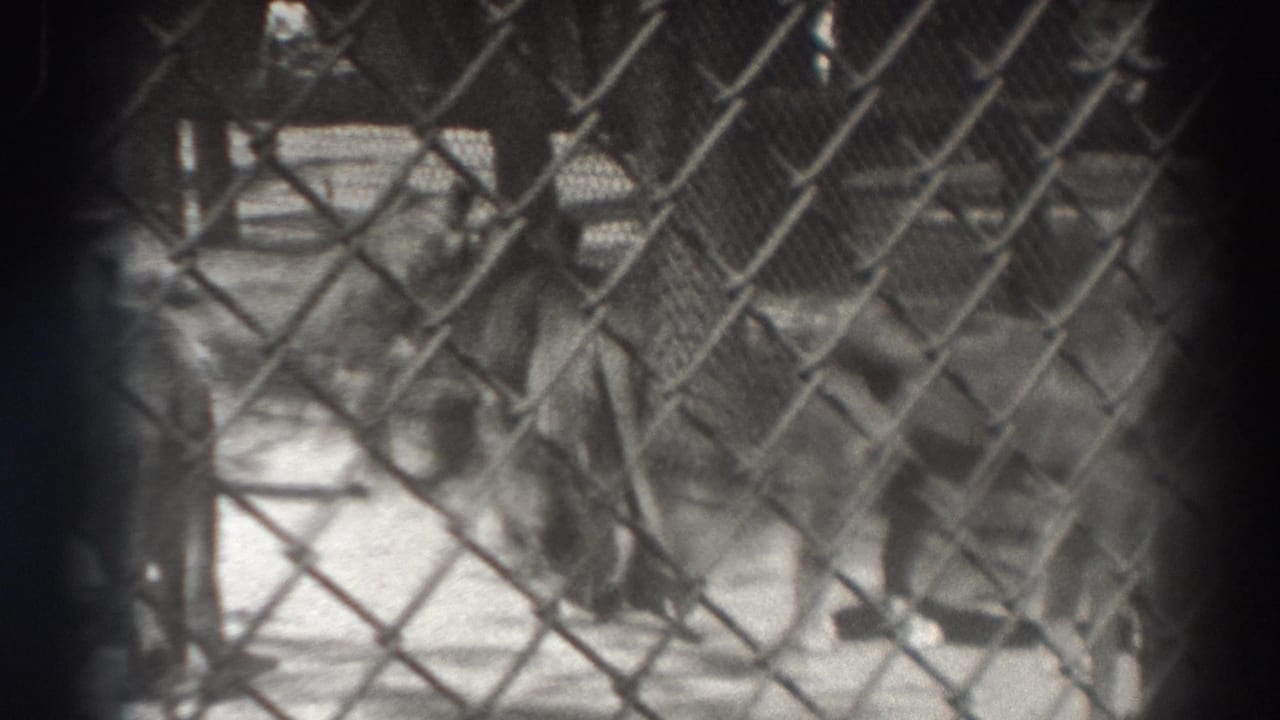 Several lions stand behind a chain-link fence in a dusty enclosure.