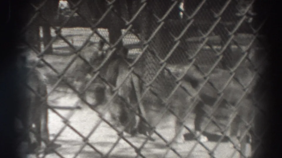 1937 El Monte 8mm frame showing lions partly obscured by chain-link fencing in a sunlit outdoor enclosure.