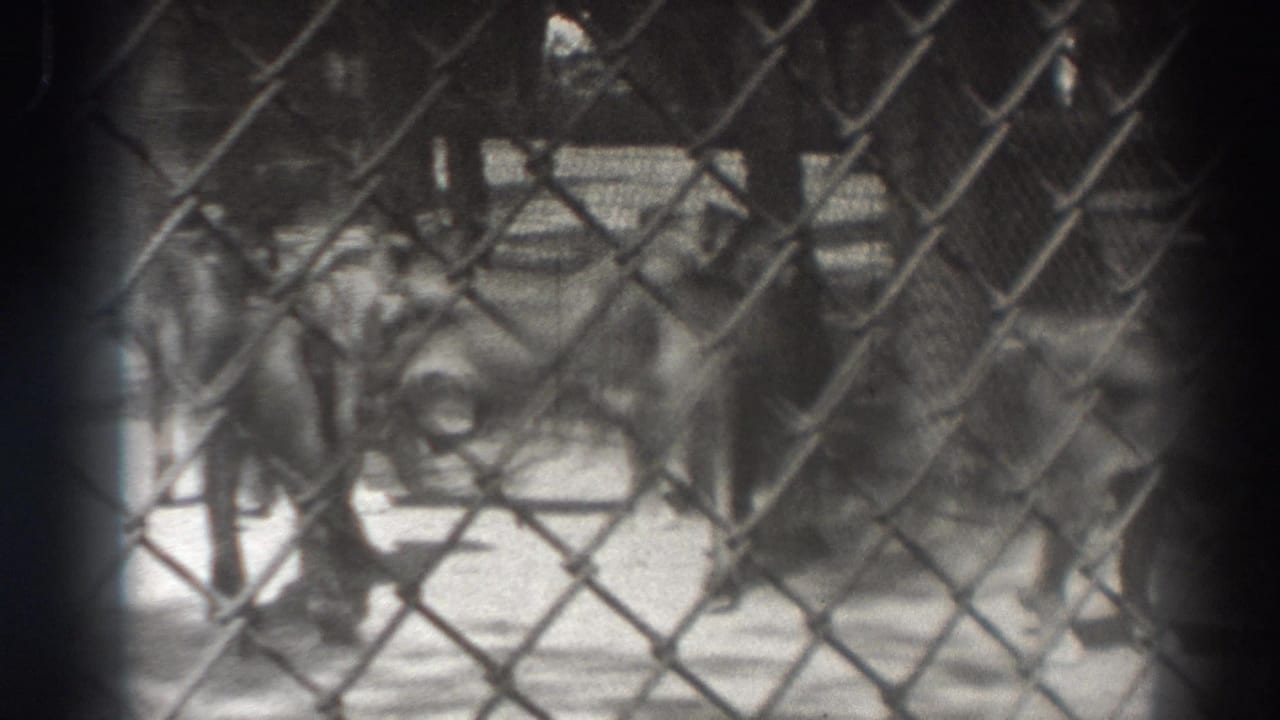 Lions cluster behind diamond-pattern fencing in an outdoor pen.