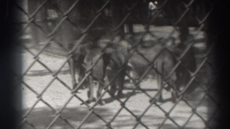 1937 El Monte home-movie frame showing a cluster of lions behind chain-link fencing in a bright, dusty enclosure.