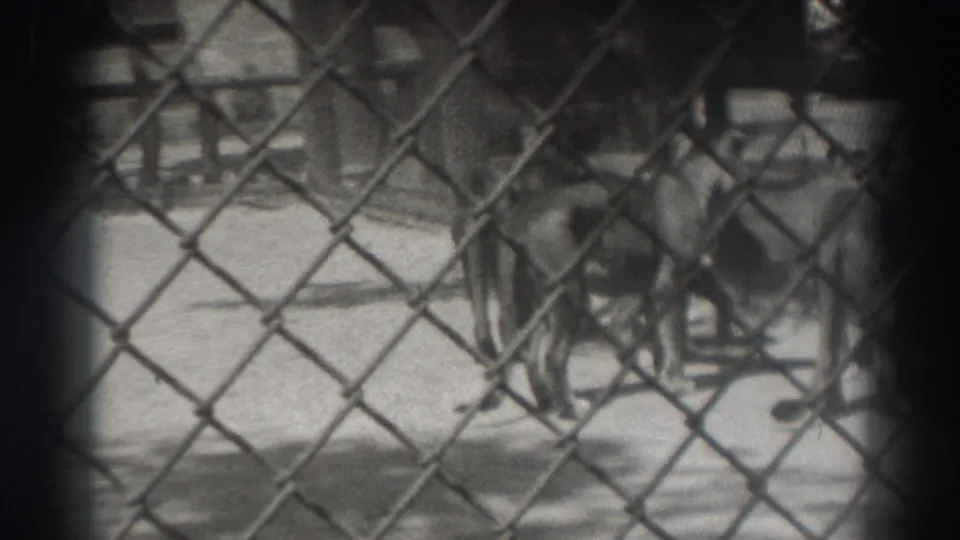 Lions remain behind the chain-link fence in the 1937 El Monte footage, with shaded edges and bright ground visible.