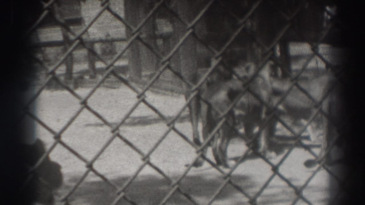 Lioness behind chain-link fencing inside an enclosure.