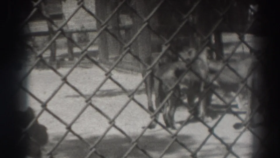 Black-and-white 1937 El Monte home-movie frame showing a lioness walking behind chain-link fencing in an animal enclosure.