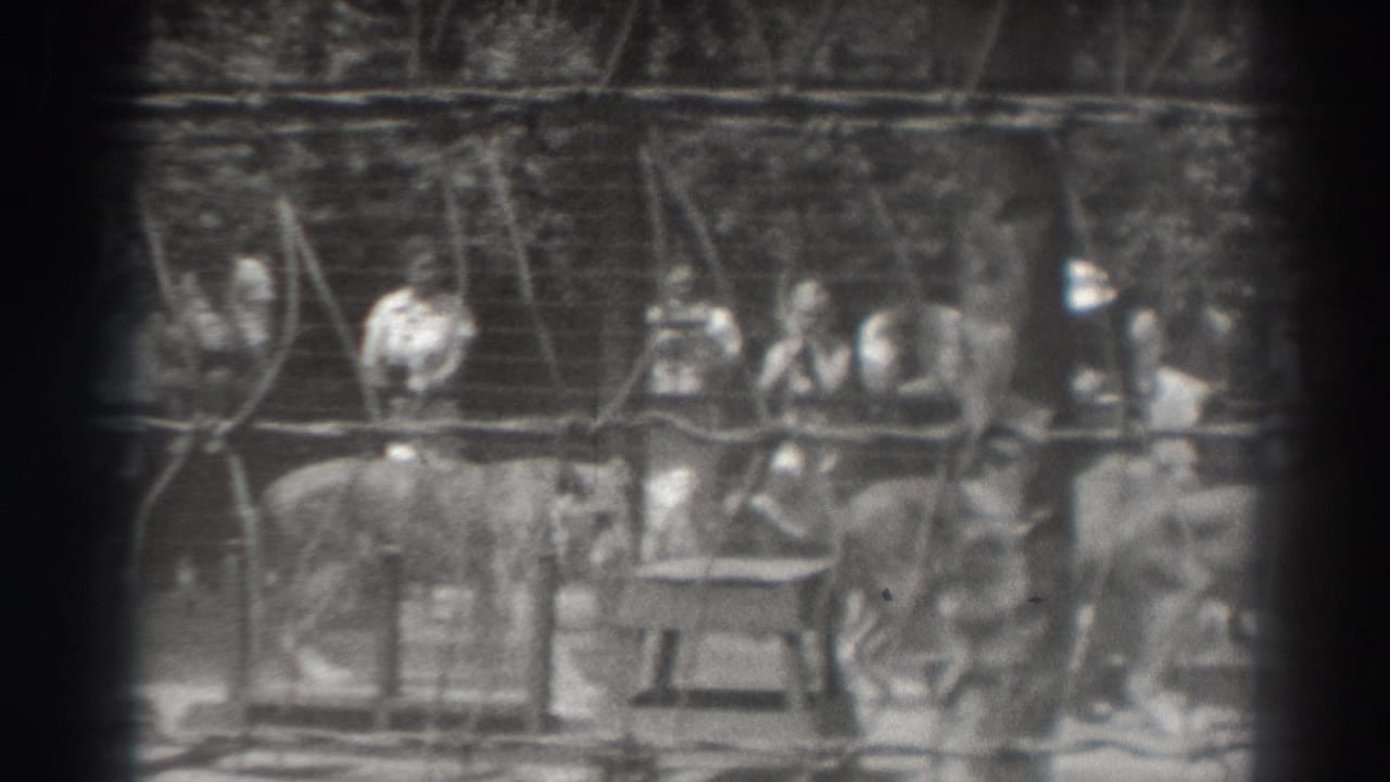 Spectators stand behind fencing while lionesses move in the foreground.
