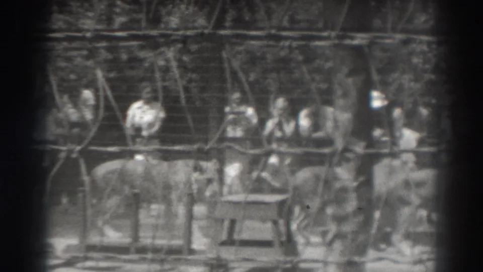 Black-and-white 1937 El Monte frame with adult spectators behind a fence watching lionesses in an enclosure.