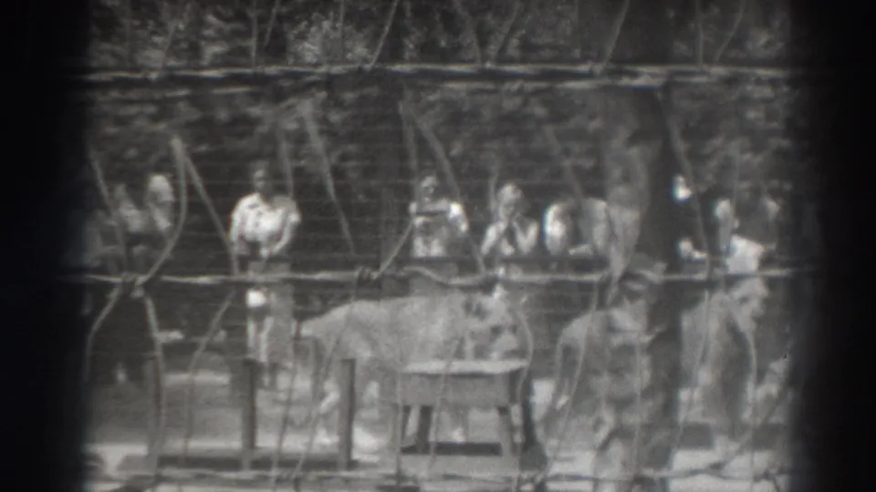 Black-and-white 1937 El Monte zoo-viewing frame with lioness, fence lines, and spectators standing behind an enclosure railing.