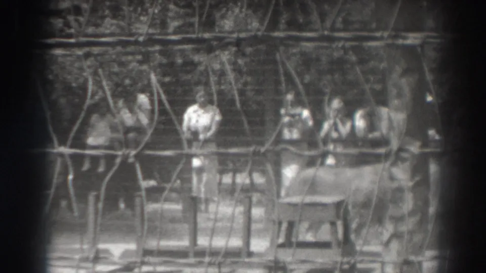 Black-and-white 1937 El Monte frame showing spectators behind fencing while lionesses move across the enclosure foreground.