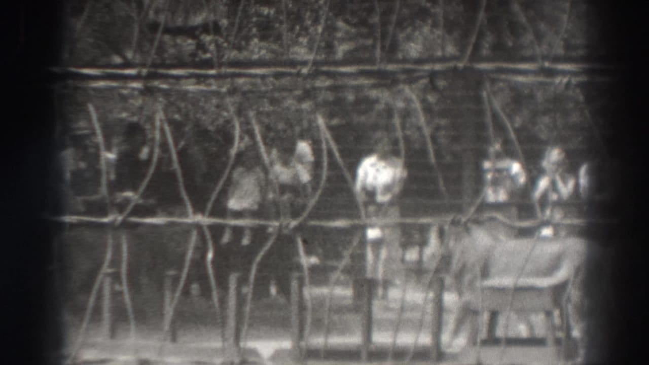 A lion stands near the right side of a fenced enclosure as visitors watch from behind the barrier.
