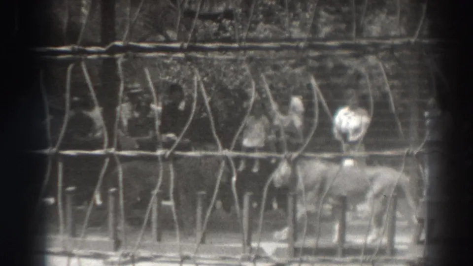 1937 El Monte home-movie still showing a lion walking in front of wire fencing as visitors observe behind it.