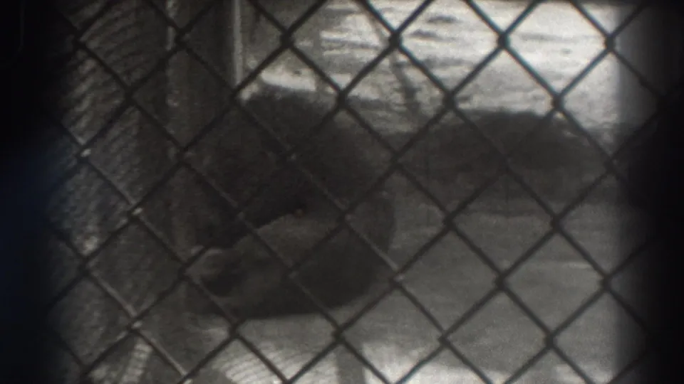 1937 El Monte zoo footage frame showing a lion resting or crouching behind chain-link fencing.
