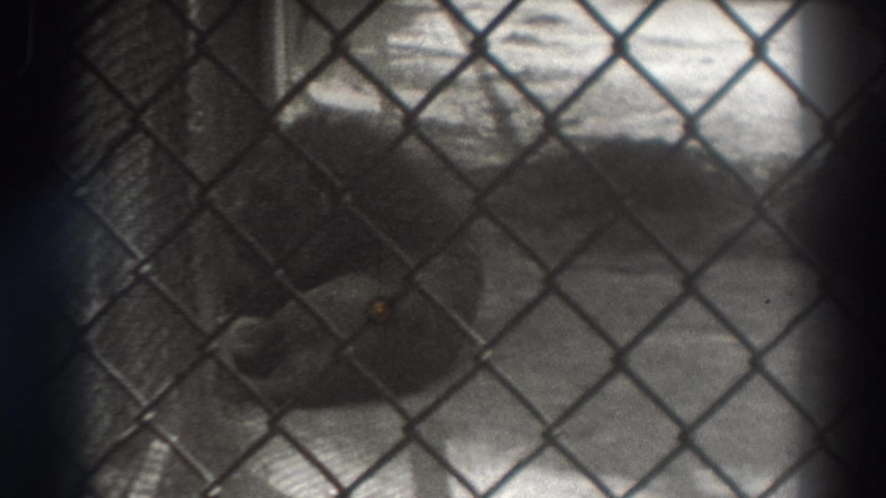 Lion resting behind a chain-link fence in a zoo enclosure.