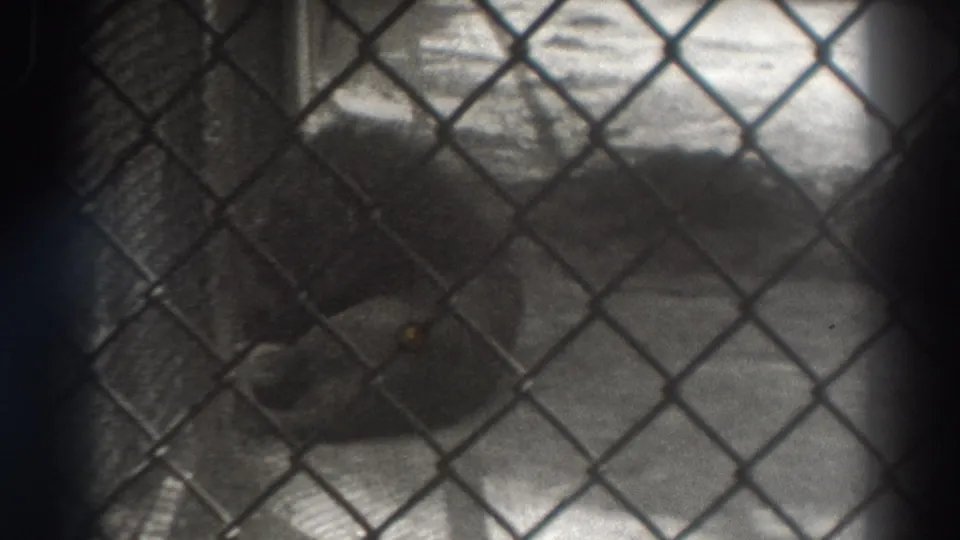 1937 El Monte, California 8mm frame showing a lion lying inside a zoo enclosure, partly obscured by chain-link fencing.