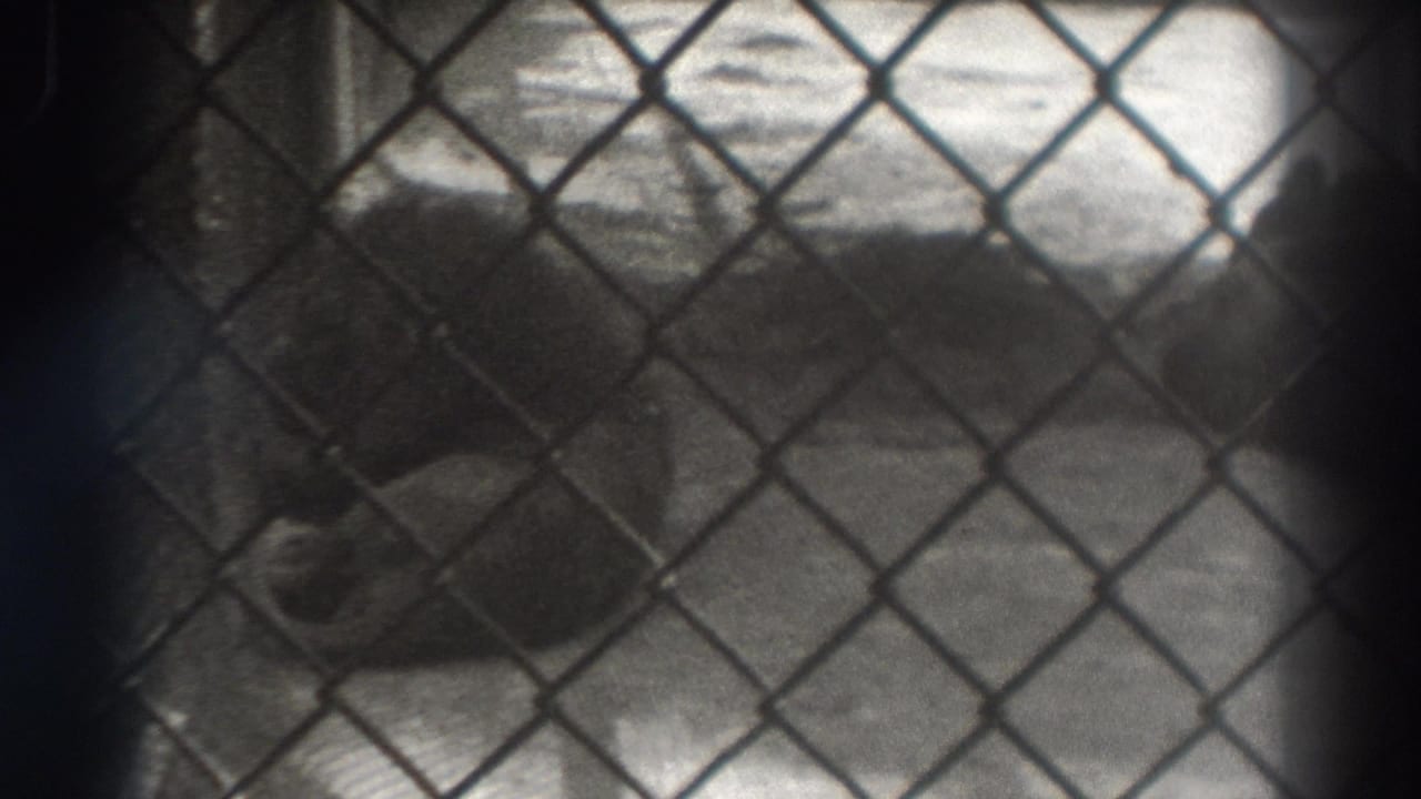Lion lying in an enclosure, viewed through chain-link wire.