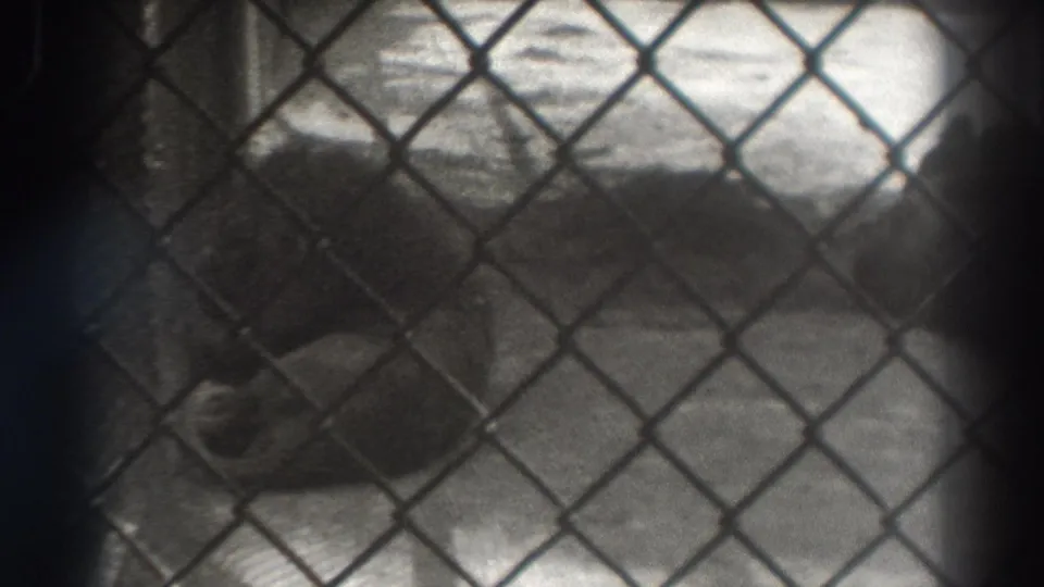 The lion remains low on the enclosure floor behind chain-link fencing in this 1937 El Monte zoo home-movie frame.
