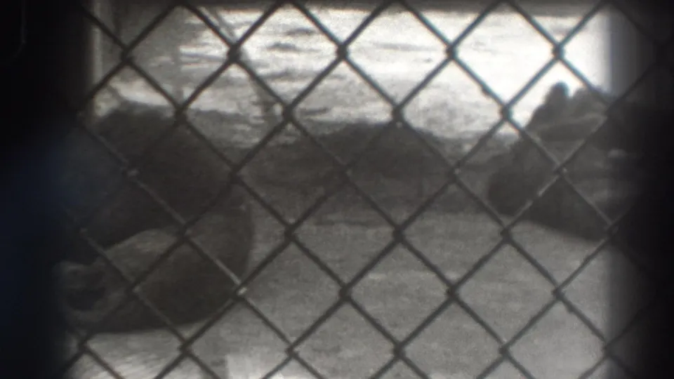 A softly focused 8mm frame shows part of the lion near the lower left, seen through chain-link fence in El Monte, California.