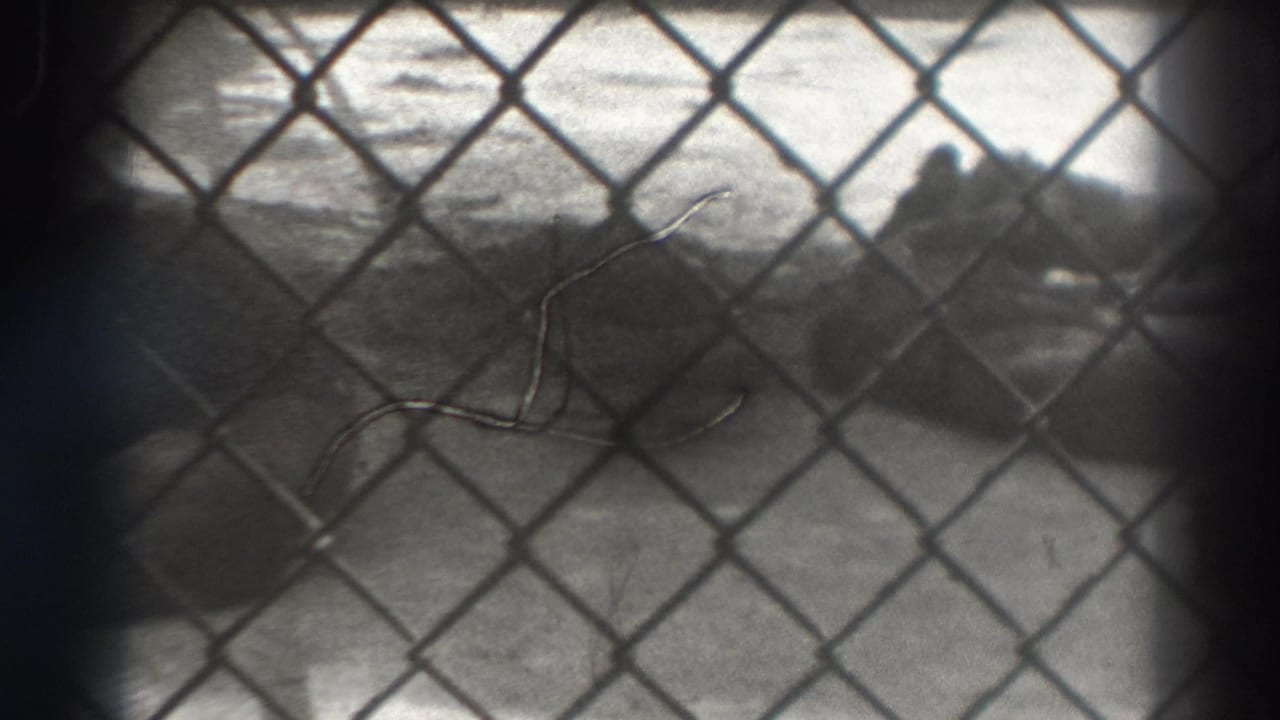 Chain-link fence in sharp foreground over a soft empty shoreline view.