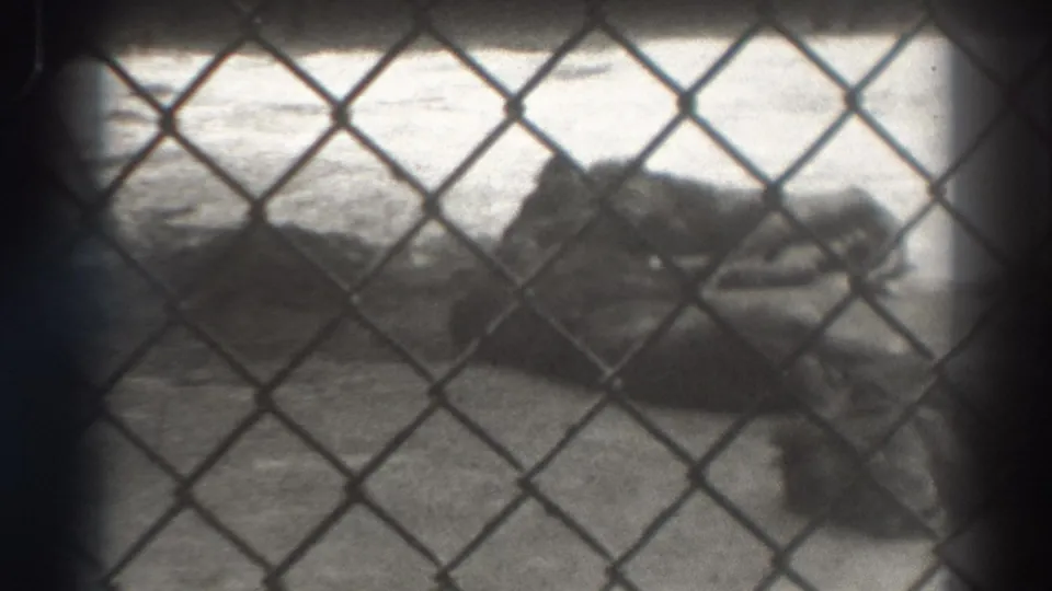Late frame from the 1937 8mm clip, with the fence pattern covering a quiet, unfocused beach or shore view.