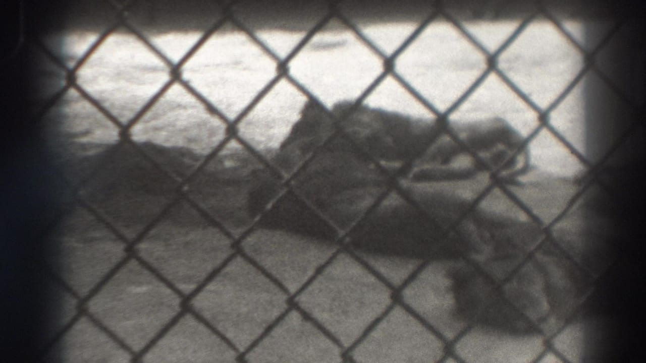 Lions resting behind a chain-link fence in a sunlit zoo enclosure.