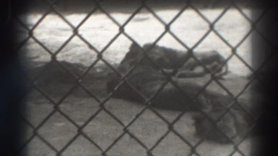 1937 El Monte, California home-movie frame showing lions lying behind a chain-link fence in a concrete zoo enclosure.