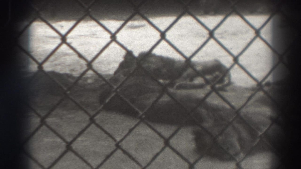 Resting lions seen through chain-link fencing with bright ground behind them.