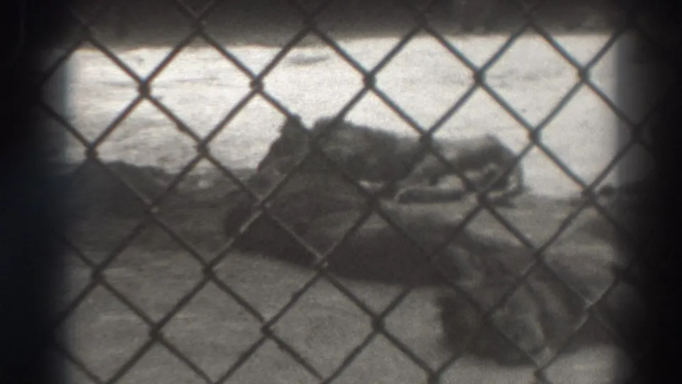 Lions lie in a zoo enclosure viewed through fence mesh, consistent with the supplied 1937 El Monte home-movie metadata.