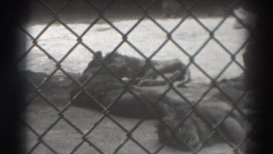 Black-and-white 8mm frame of lions resting inside a zoo enclosure, filmed from outside the fence in El Monte, California.