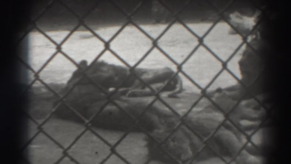 Final frame shows resting lions behind chain-link fencing in the supplied 1937 El Monte, California zoo footage.