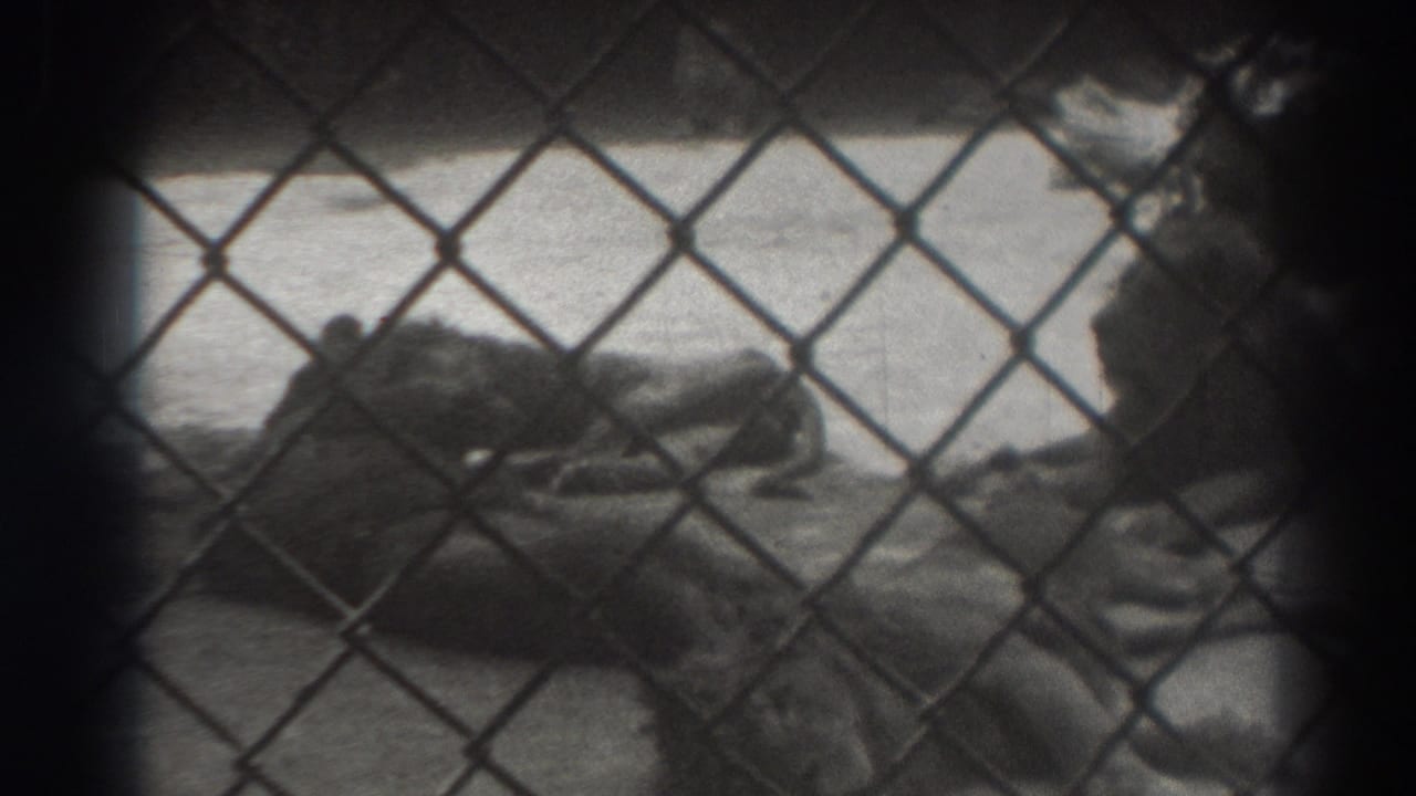 Lion lying behind a chain-link fence in a zoo enclosure.
