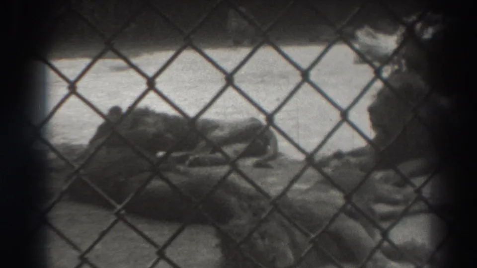 1937 El Monte zoo footage showing a lion resting on the ground behind chain-link fencing.