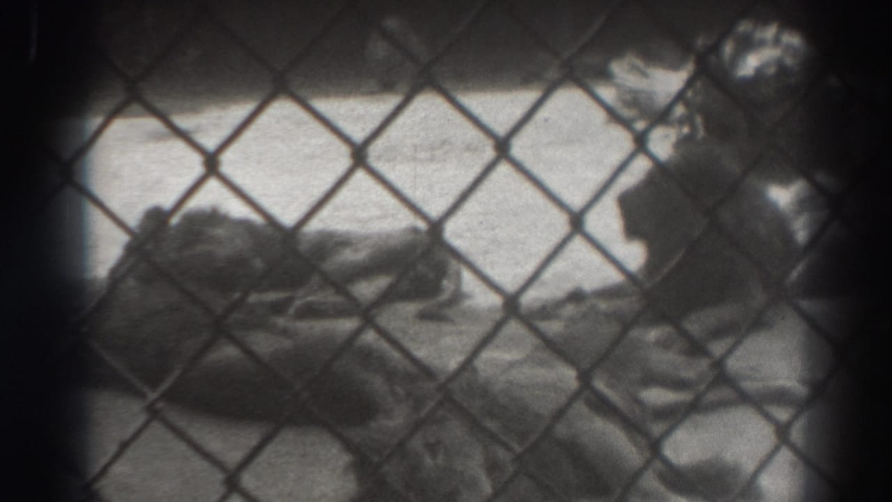 Lion resting behind chain-link fencing with its body partly obscured.