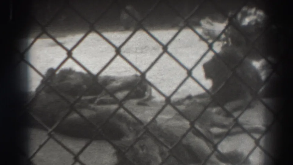 A captive lion lies mostly still behind the fence in this 1937 El Monte, California zoo view.