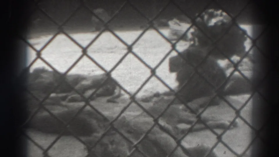The 8mm frame shows the lion still lying in the enclosure, viewed from outside the chain-link fence.