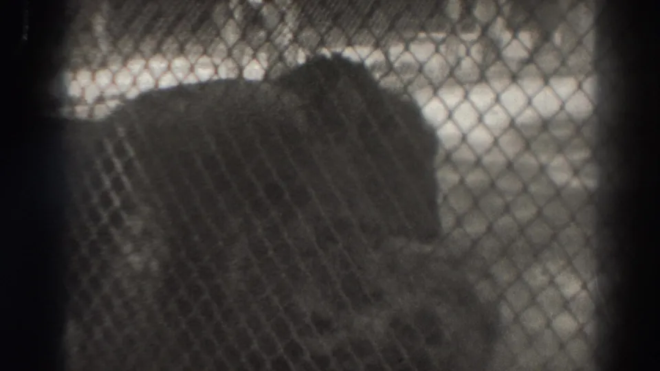 A closer, darker 8mm view shows the lion's body behind overlapping chain-link fencing in the El Monte zoo enclosure.