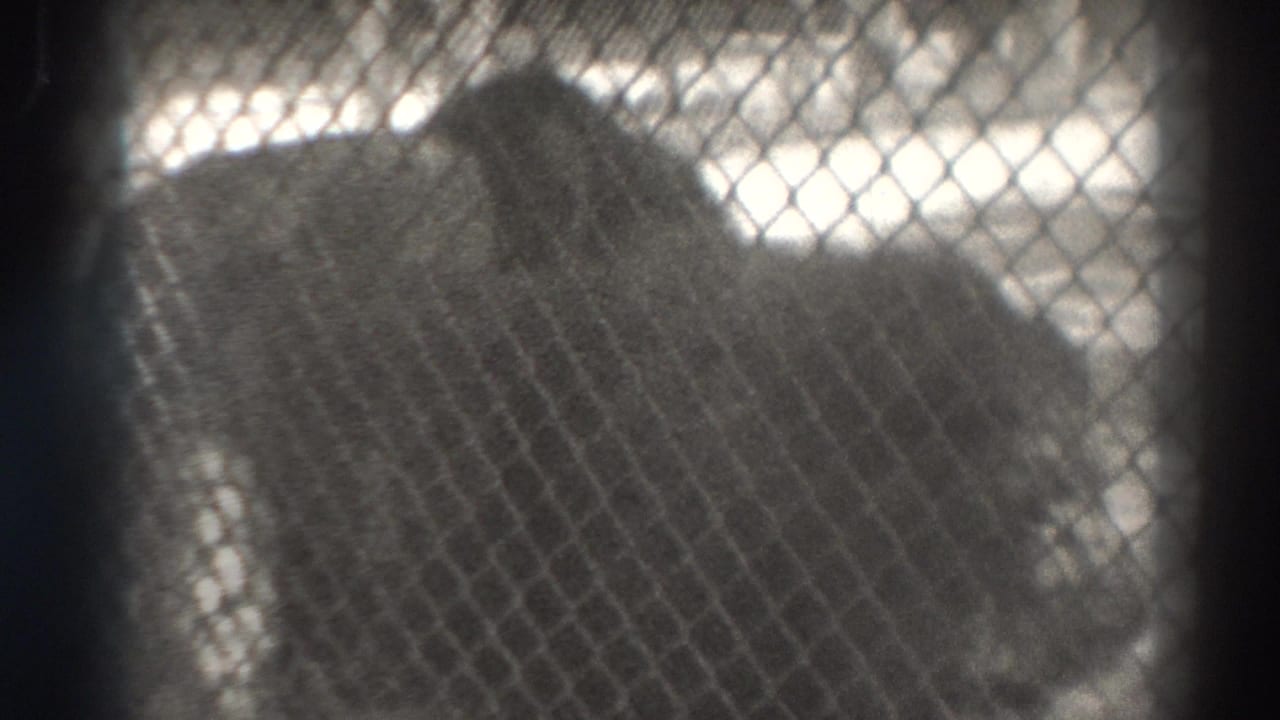 A lion appears behind chain-link fencing in 1937 El Monte home-movie footage, with soft focus and heavy grain.
