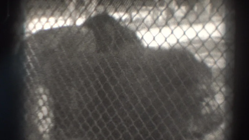 A lion appears behind chain-link fencing in 1937 El Monte home-movie footage, with soft focus and heavy grain.