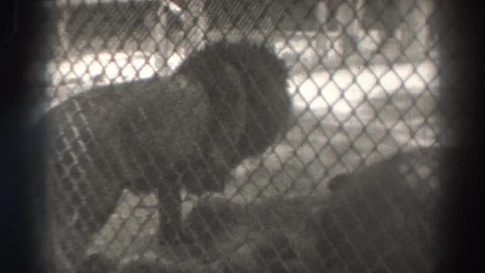 Two lions are visible behind chain-link fencing in the El Monte, California clip, one standing near a resting animal.