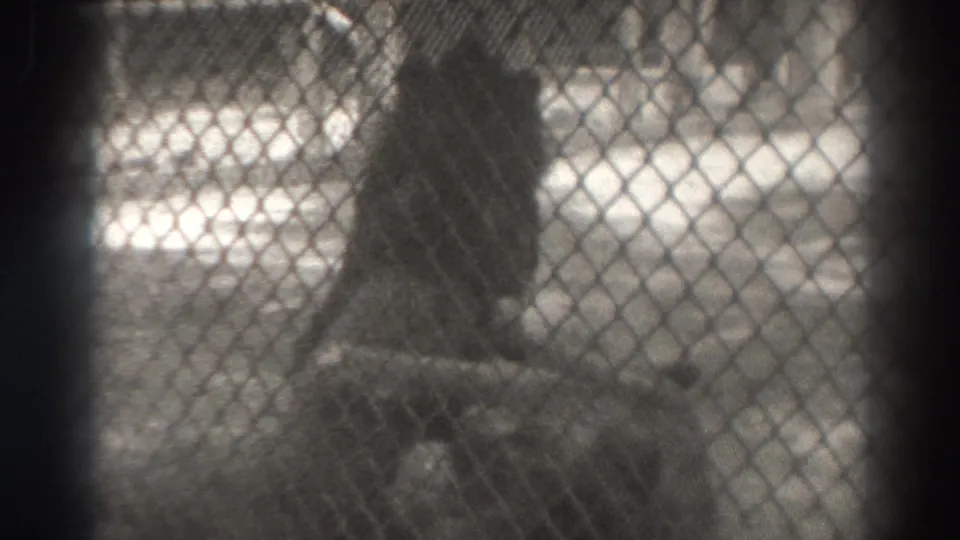 A lion sits or crouches behind the diamond pattern of the fence in soft black-and-white 8mm footage.