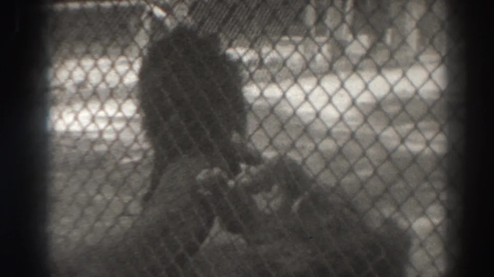 A lion stands upright near a second lion behind chain-link fencing in the 1937 El Monte animal enclosure footage.