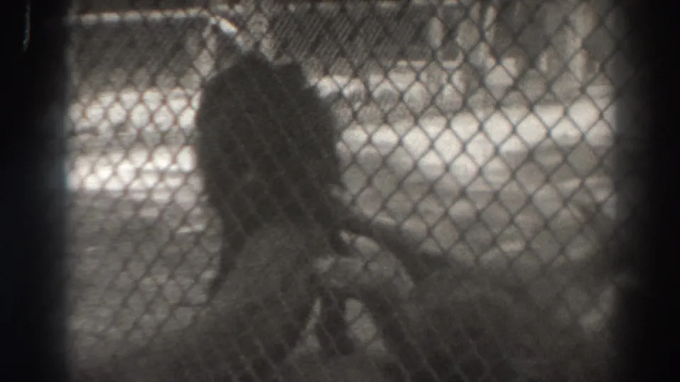 1937 El Monte zoo footage showing a dark large animal form behind chain-link fence and vertical bars.