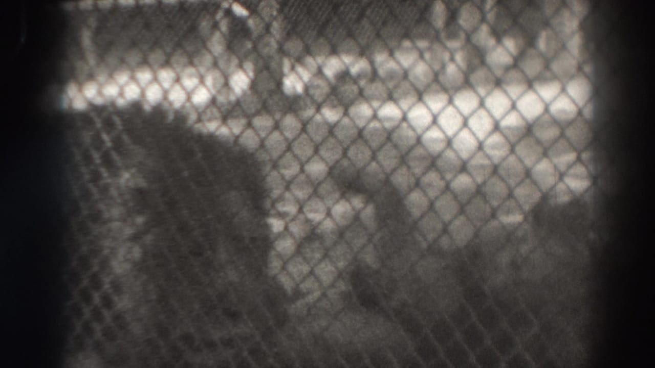 Indistinct large animal seen through chain-link fencing.
