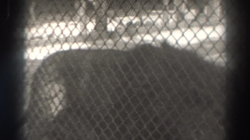 The visitor camera catches a close, partial view of a large animal body behind the zoo enclosure fence in 1937 El Monte footage.