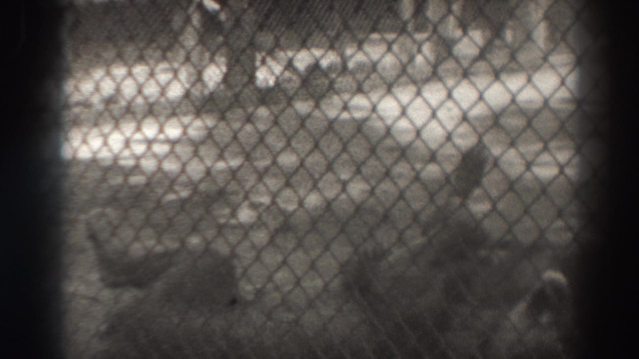 Lion behind chain-link fencing in a soft black-and-white enclosure view.