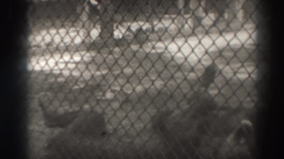 1937 El Monte home-movie frame showing a lion partly obscured by chain-link fencing inside an outdoor enclosure.