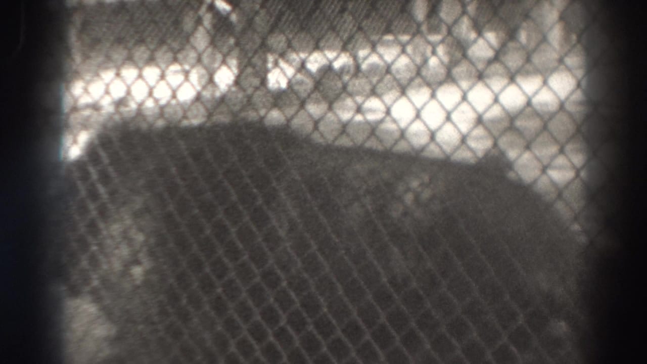 Large lion form close to chain-link fencing with bright background beyond.