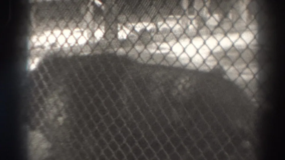 A caged lion fills much of the frame, viewed through chain-link mesh in the 1937 El Monte footage.