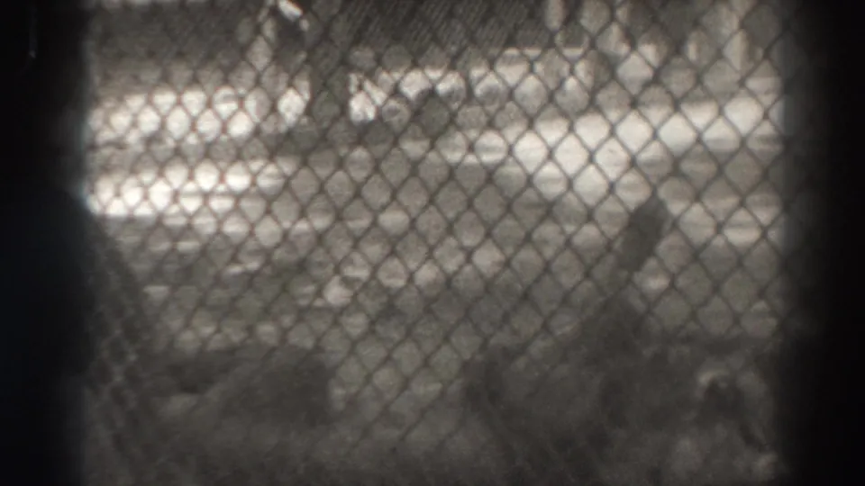 A lion appears low in the enclosure while the chain-link fence and dark posts dominate the 1937 El Monte frame.